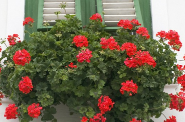 Egy kertész 7 trükkje, amitől gyönyörű muskátlid lesz! Muskátli trükkök egy kertésztől