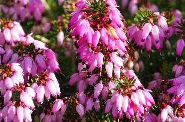 A téli muskátli: az alpesi hanga