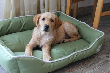 Itt az álommunka - Évi 12 milliót fizetnek kutyaszitterkedésért! 