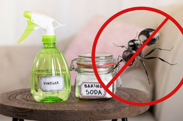 Olcsó és egyszerű megoldások: DIY hangyairtó spray DIY hangyaírtó spray készítése, bevált módszerekkel