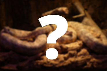 Kígyó, mint háziállat! Az extrém háziállattartás egyre népszerűbb!