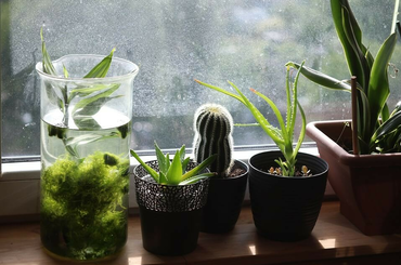 5 igénytelen szobanövény