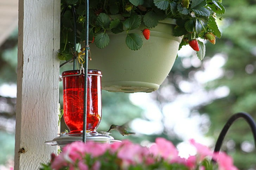 Madáretető befőttesüvegből