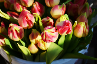 elvirágzott tulipánok tavaszi gondozása 