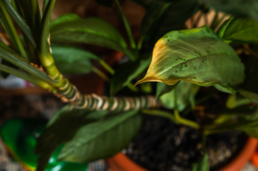 Haldokló szobanövény