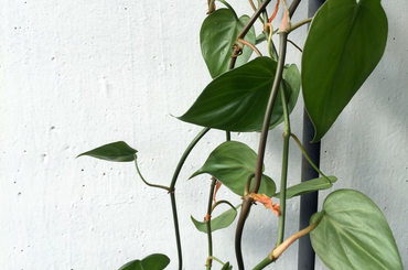 Növények lakásodba