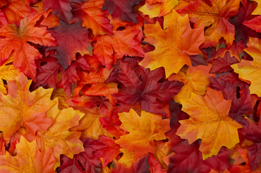 Színes, őszi falevelek