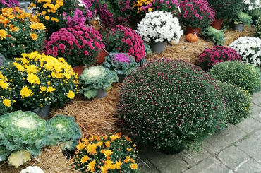 11 legszebb őszi virág