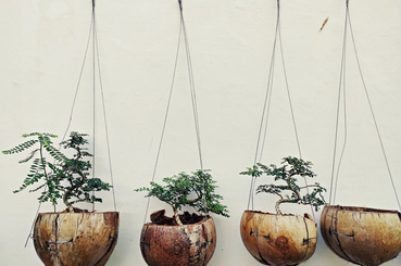 Függő kókuszkaspó