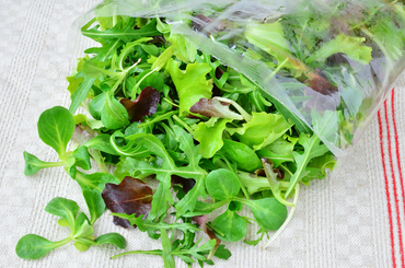 Saláta frissen tartása