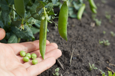 márciusi veteményeskert ültetések
