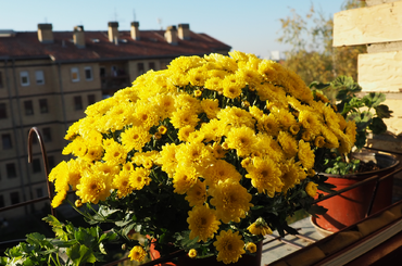 őszi virágok erkélyre