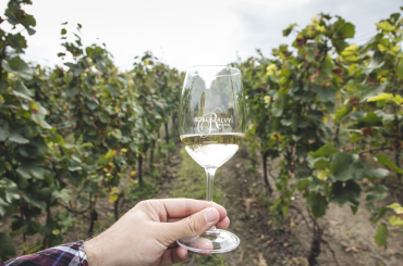 Family-owned wineries just half an hour from Budapest: An Experience You Should Not Miss