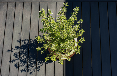 Így gondozd a cserepes fűszernövényeket a lakásban