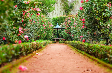 Tavaszi virágoskert gondozása, ültetés otthon