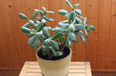 Vonzza a pénzt, mint a mágnes ez a pozsgafa