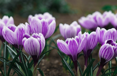 Íme, 5 növény, amely elűzi a szagokat