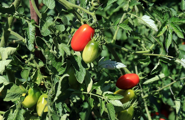 Házi növényvédő szer paradicsomra, uborkára