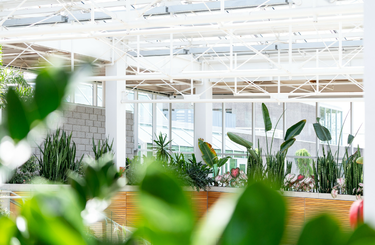 Üvegház készítése régi ablakból