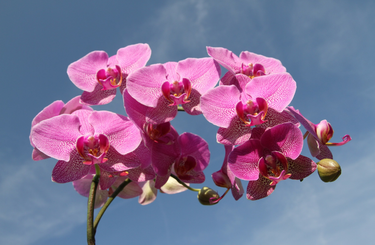 Az orchidea igényei