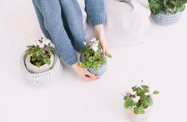 Mutatunk néhány szobanövényt, melyekkel pozitív energiákat vihetsz az otthonodba! 