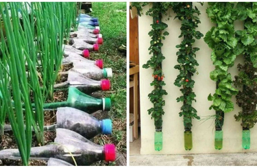 Bemutatjuk, hogy hogyan használhatod fel kreatívan a műanyag palackokat a kertedben! 