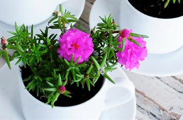 Bemutatjuk, hogy milyen virágokat érdemes elhelyezned az erkélyeden! 