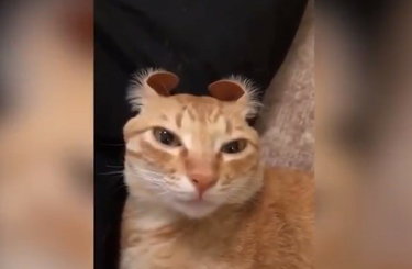 Legcukibb legaranyosabb háziállatok 2018