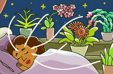 7 növény a hálószobába, melytől jót alszol majd