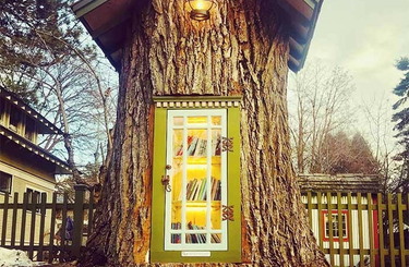 Könyvtár egy 110 éves fa törzsében