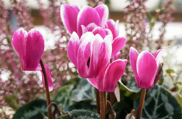 Télen is mesések ezek a növények