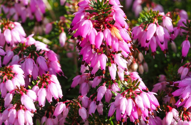 A téli muskátli: az alpesi hanga