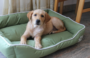 Itt az álommunka - Évi 12 milliót fizetnek kutyaszitterkedésért! 