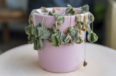 Ezek a tippek segítenek megmenteni haldokló növényeidet