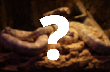 Az extrém háziállattartás egyre népszerűbb!