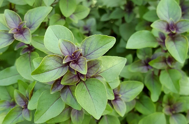 Ezek a szent bazsalikom jótékony hatásai a szervezetre!