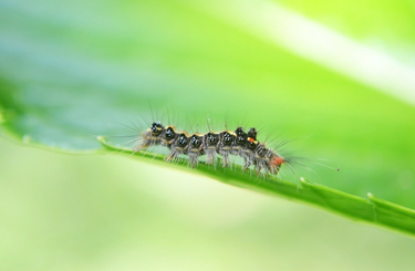 házi növényvédő szerek