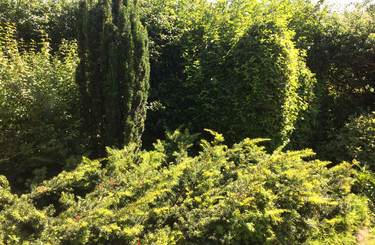 örökzöld növények