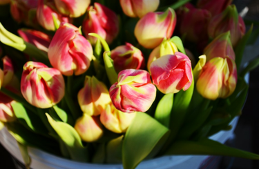 elvirágzott tulipánok tavaszi gondozása 