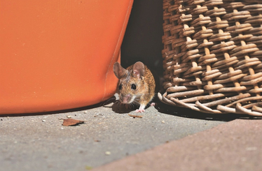 Egér a lakásban
