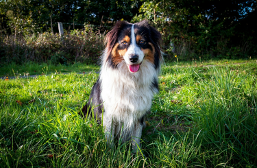 Ausztrál juhászkutya