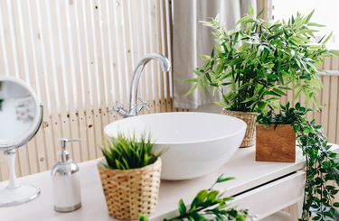 Fürdőszobai növények