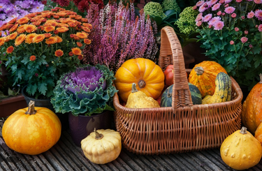 Őszi virágok kosarakba