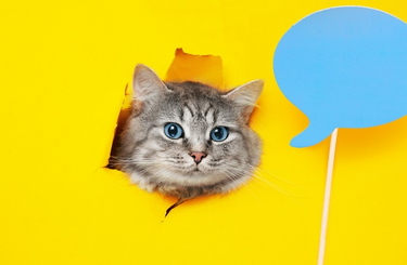 Ezért kell Neked egy macska