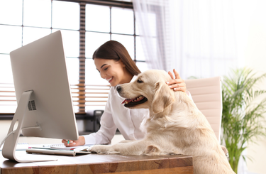 Home office kutyával