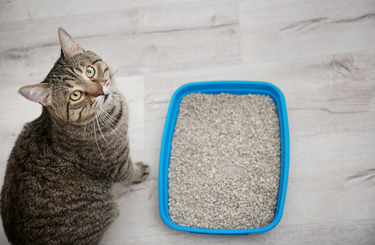 Macskaalom illatosító