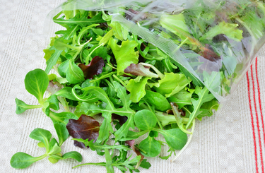 Saláta frissen tartása