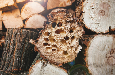 Tűzifa kártevők
