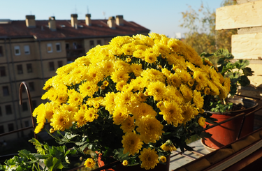 őszi virágok erkélyre