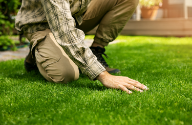 gyepápolási tippek